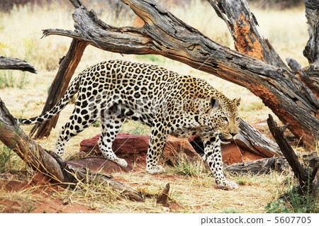 Leopard Leopard 5607705