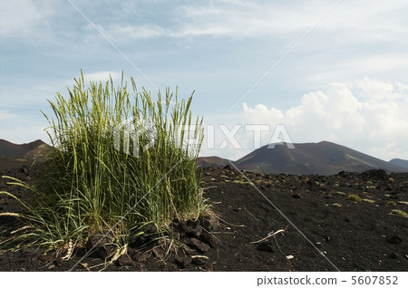 Grass in desert 5607852