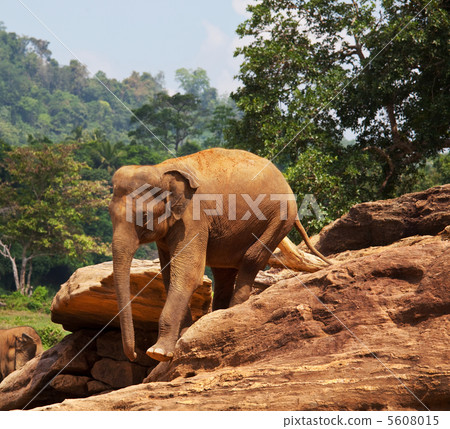 Elephant on Sri Lanka 5608015
