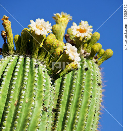 Blossoming cactus Blossoming cactus 5608082