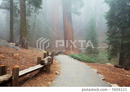 Sequoya 5608121