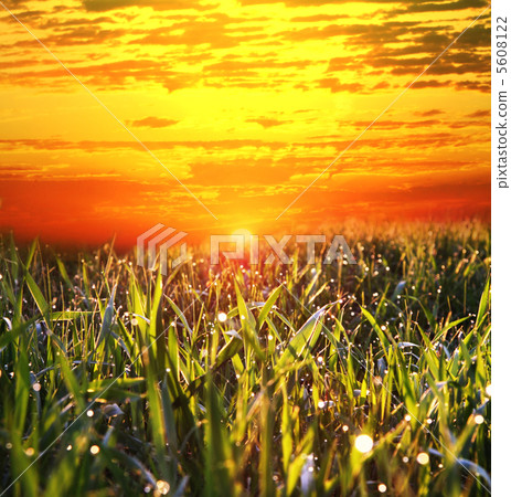 Grassland on sunset Grassland on sunset 5608122