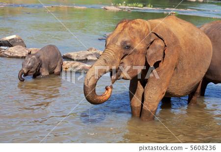 Elephant on Sri Lanka 5608236
