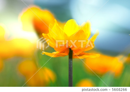 Flowers Flowers 5608266