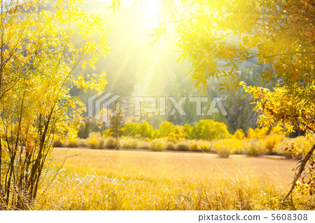 Autumn meadow Autumn meadow 5608308