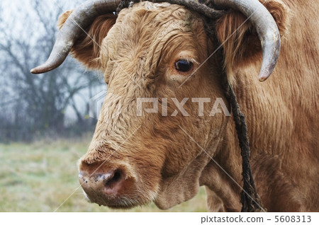 Cow Cow 5608313