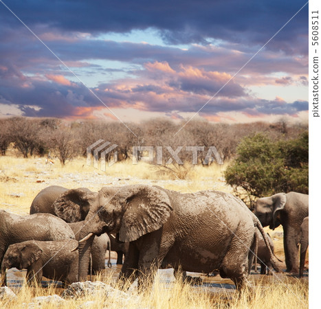 Elephants Elephants 5608511