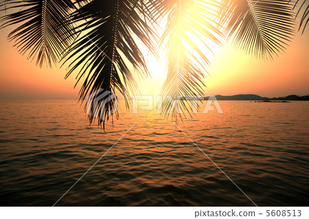 Tropical beach Tropical beach 5608513