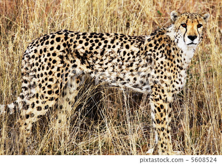 Gepard 5608524