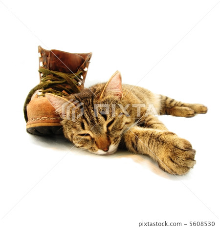 Cat and boot Cat and boot 5608530
