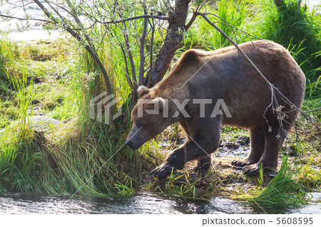 Bear on Alaska 5608595