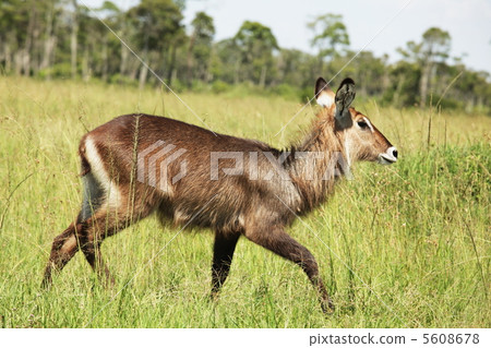Waterbuck Waterbuck 5608678
