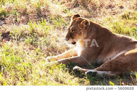 Lion Lion 5608688
