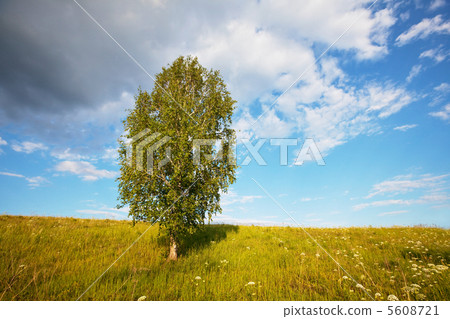 Birch Birch 5608721