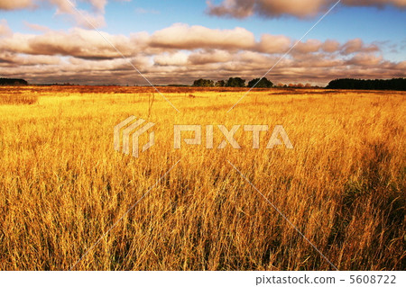 Autumn Autumn 5608722