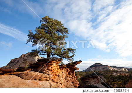 Zion Zion 5608724