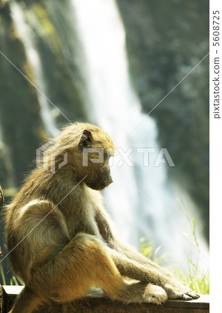 Monkey Monkey 5608725