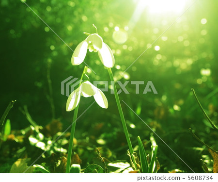 Snowdrop Snowdrop 5608734