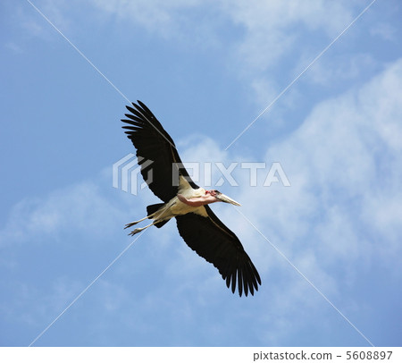 Marabu Marabu 5608897