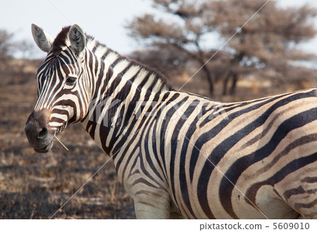 Zebras Zebras 5609010