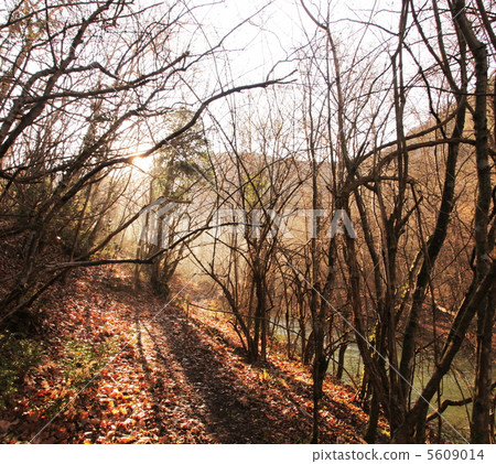 Autumn forest 5609014