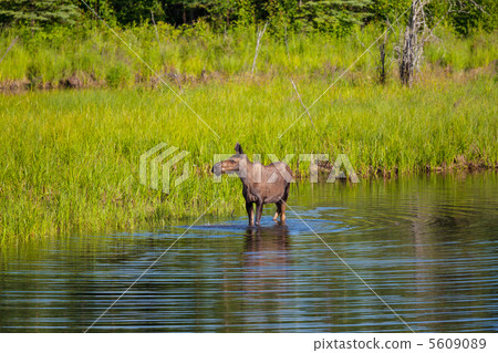 Moose 5609089