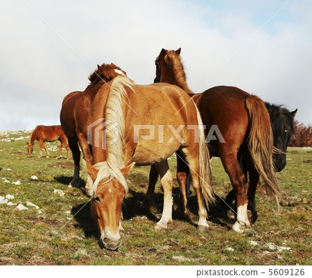 Horses1 5609126