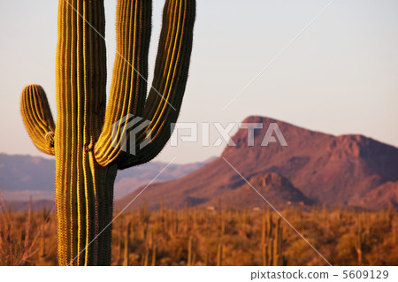 Cactus Cactus 5609129