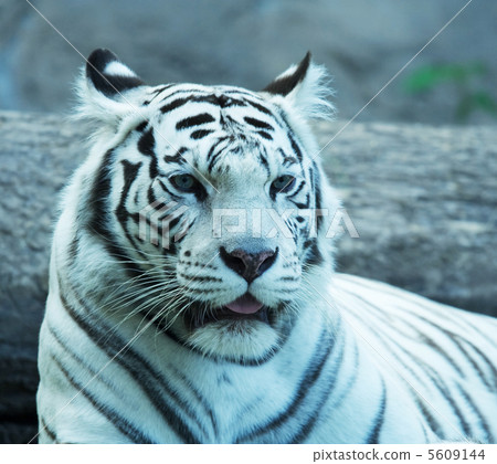 White tiger 5609144