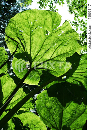 Green leaves Green leaves 5609147
