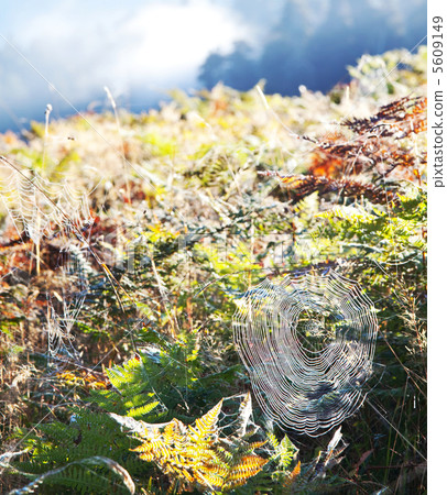 Spider-web 5609149