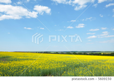 Summer field 5609150
