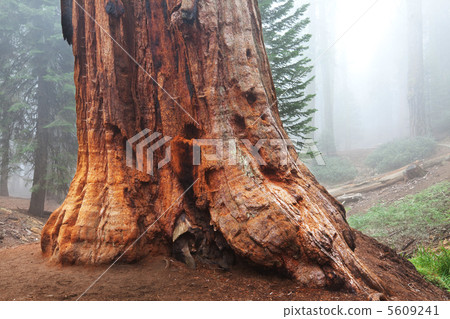 Sequoya Sequoya 5609241