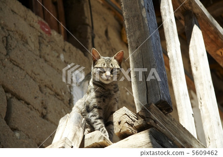 Cat Cat 5609462