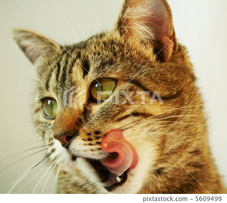 Cat Cat 5609499