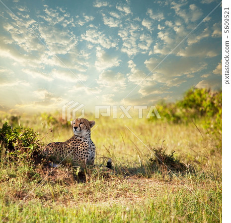 Gepard Gepard 5609521