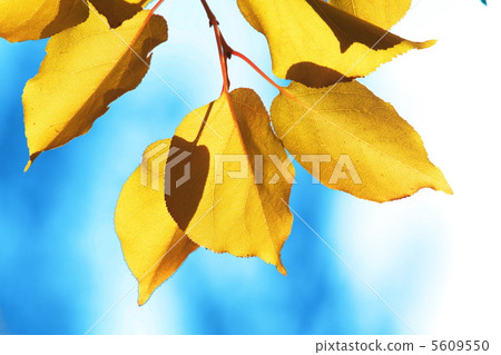 Autumn leaves Autumn leaves 5609550