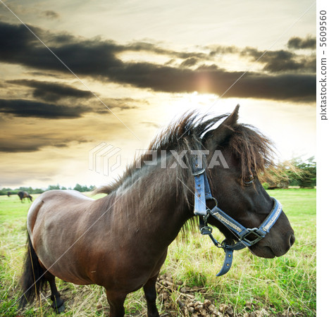 Horse Horse 5609560