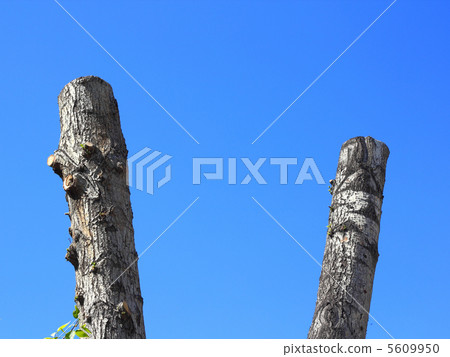 Sawed tree trunks on blue sky background. Sawed tree trunks on blue sky background. 5609950