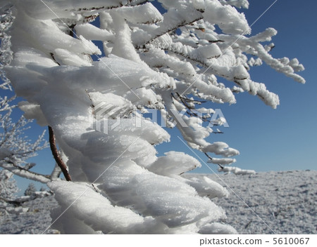 Ice branch Ice branch 5610067