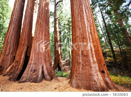Sequoya Sequoya 5610083