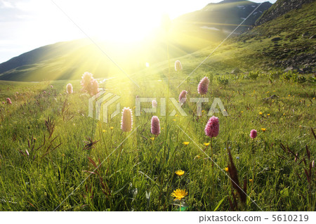 Meadow 5610219