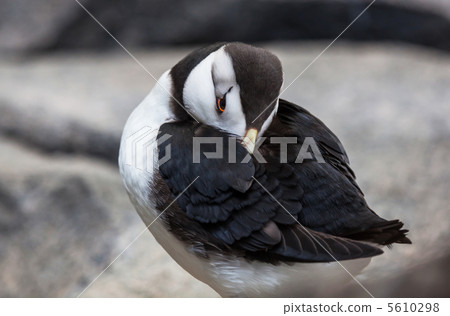 Puffin 5610298