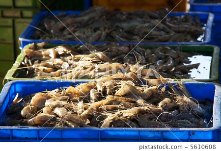 Fish market Fish market 5610608