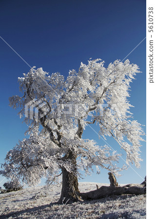 Alone frozen tree 5610738