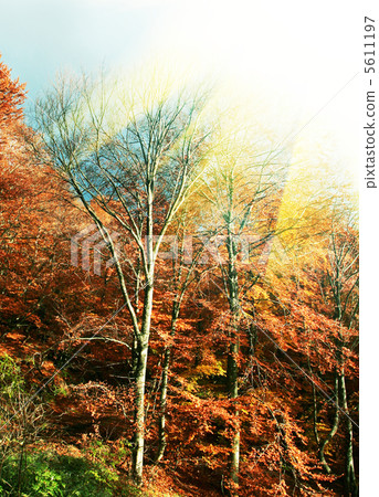 Autumn tree Autumn tree 5611197