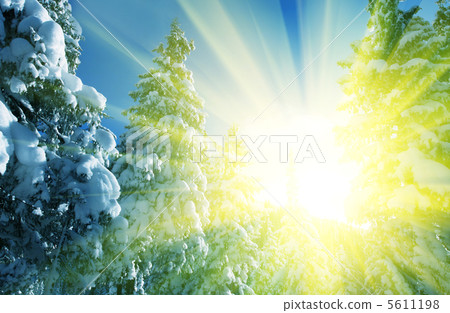 Sunny winter forest 5611198