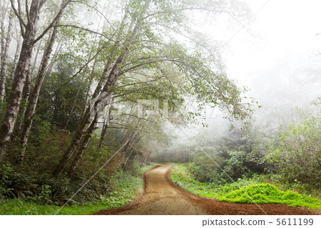 Fog in forest Fog in forest 5611199