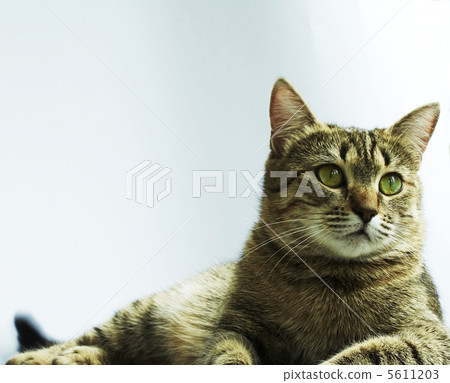 Cat Cat 5611203