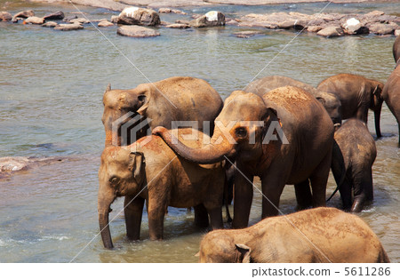 Elephants on Sri Lanka Elephants on Sri Lanka 5611286